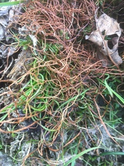 Pilularia globulifera