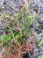 Pilularia globulifera