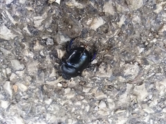 Anoplotrupes stercorosus