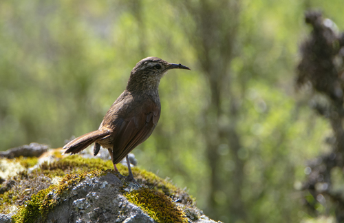 Striated Earthcreeper