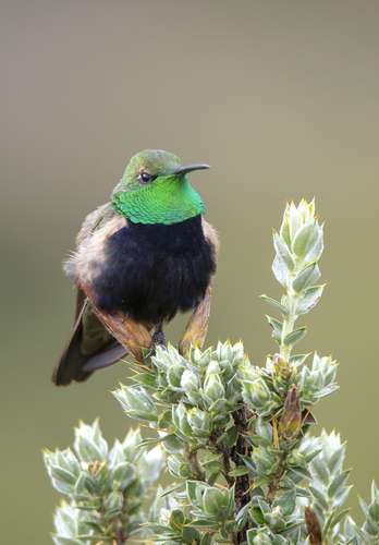 Black-breasted Hillstar