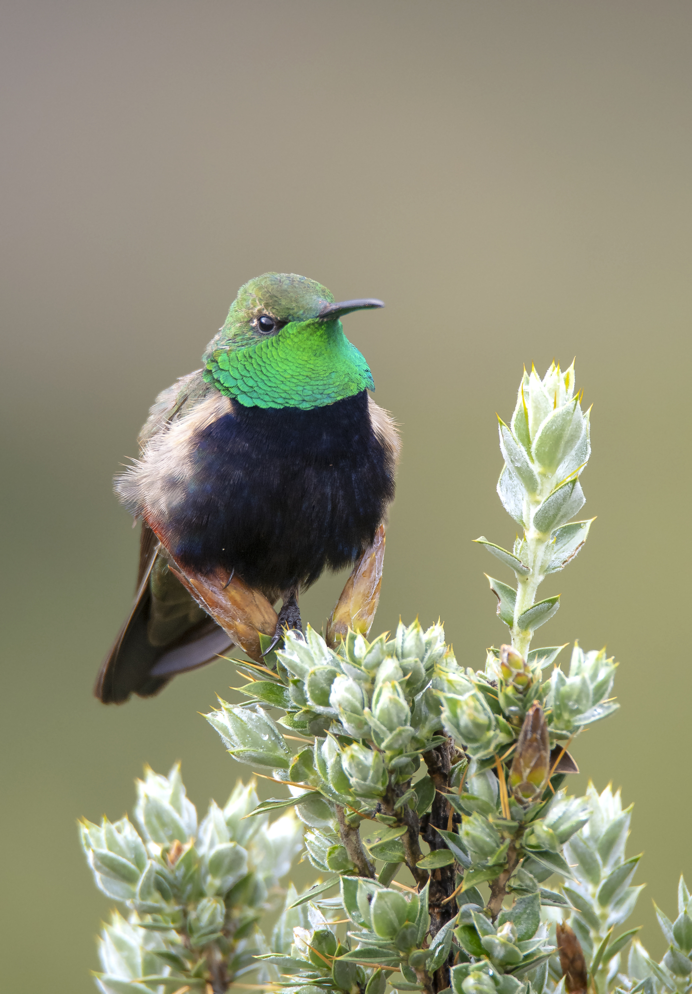 Black-breasted Hillstar (Oreotrochilus melanogaster), photo 9