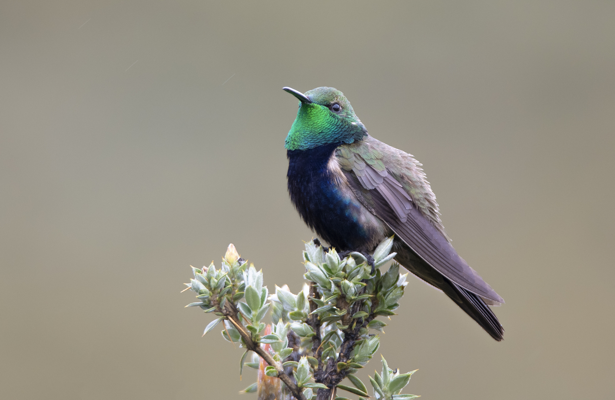 Black-breasted Hillstar (Oreotrochilus melanogaster), photo 10