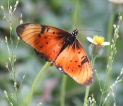 Acraea natalica