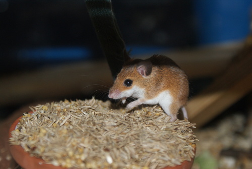 Subsaharan Pygmy Mouse