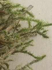 Rhytidiadelphus squarrosus