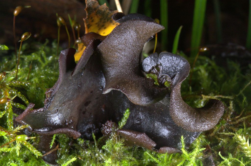 Diplocarpa fischeri