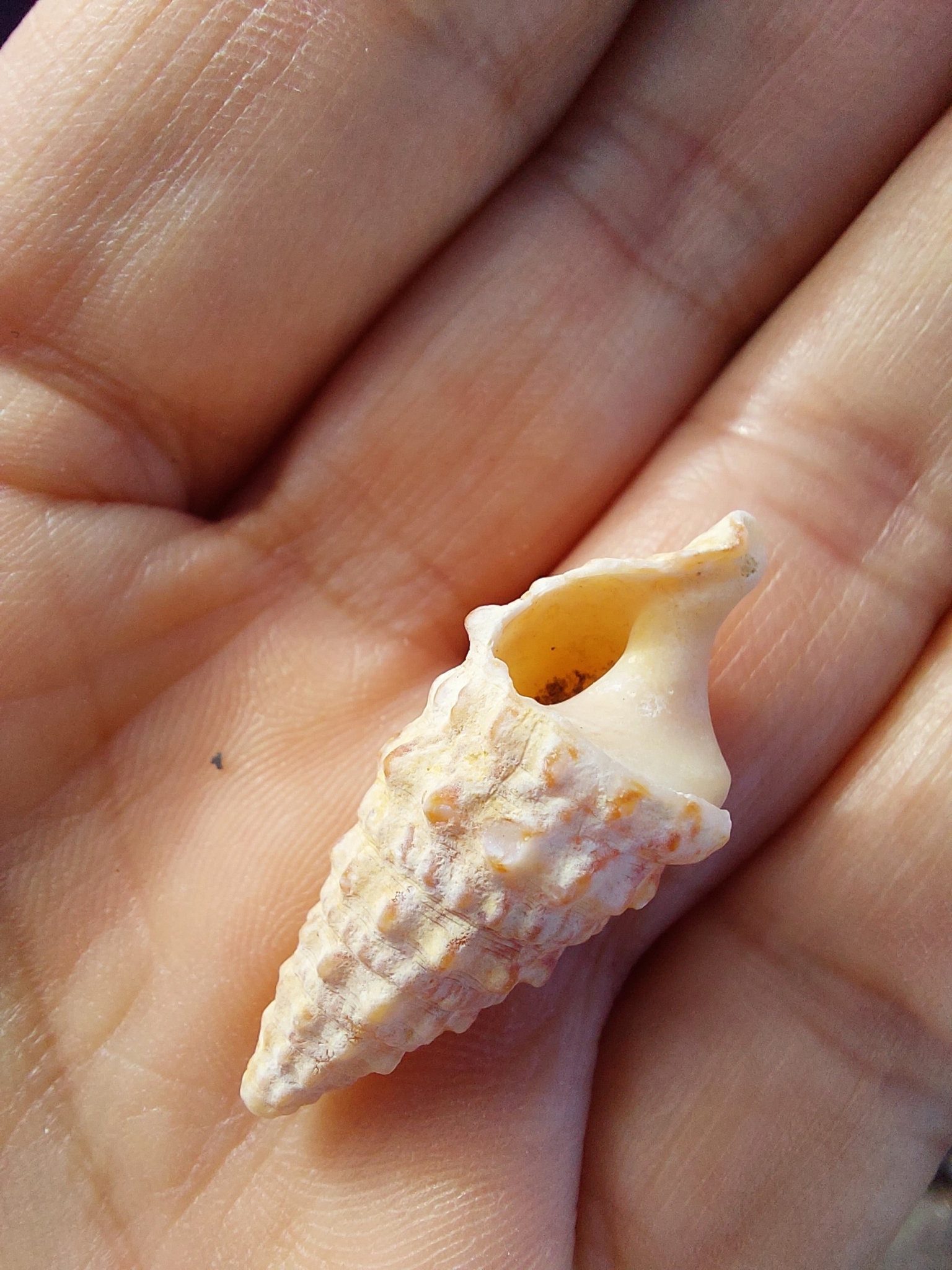 Cerithium vulgatum