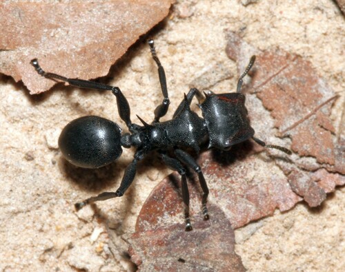 Common Giant Turtle Ant photo 6