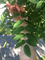 Styphnolobium japonicum