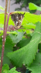 Anteros carausius carausius