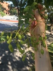 Styphnolobium japonicum