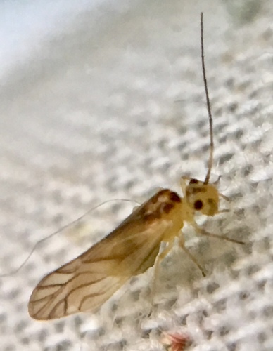 Yellow barklouse photo 4