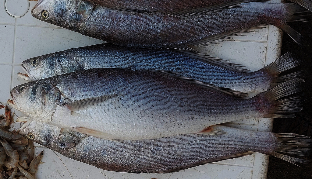 Cassava croaker (Pseudotolithus senegalensis) — Sciaenidae