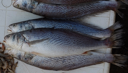 Cassava croaker (Pseudotolithus senegalensis) — Sciaenidae