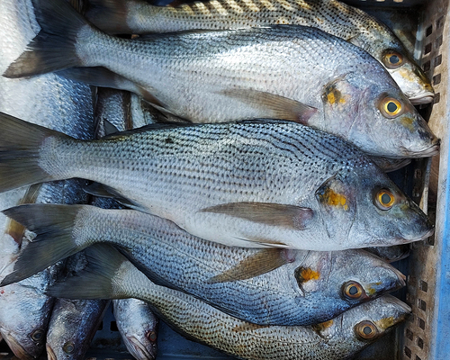 Sompat grunter (Pomadasys jubelini) — Haemulidae — 5