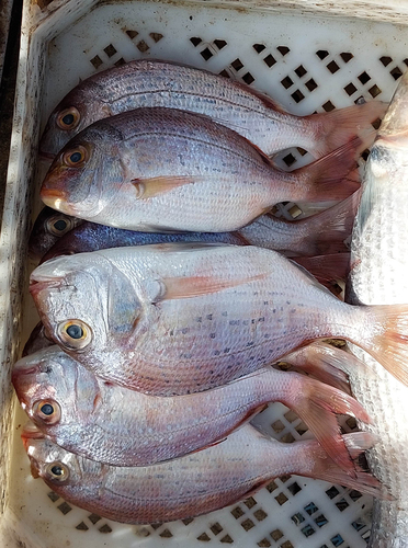 Bluepointed porgy (Pagrus caeruleostictus) — Sparidae