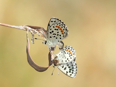 Euphilotes enoptes dammersi