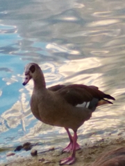 Alopochen aegyptiaca