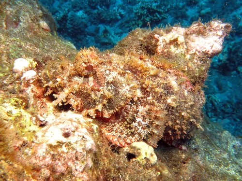 Tassled scorpionfish (Scorpaenopsis oxycephala) — Scorpaenidae — 5