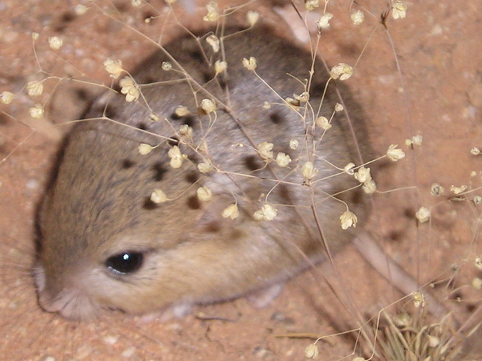 Cape Short-Tailed Gerbil