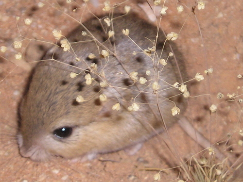 Cape Short-eared Gerbil (Desmodillus auricularis) — Least Concern Mammalia