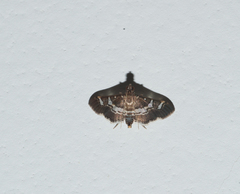 Desmia ufeus
