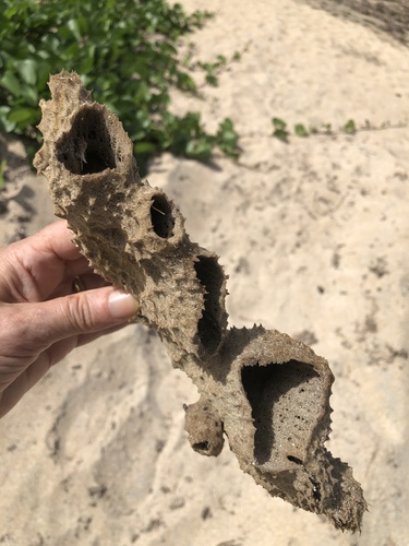 Photo of Branching vase sponge (Callyspongia vaginalis)