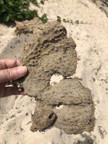 Photo of Branching vase sponge (Callyspongia vaginalis)