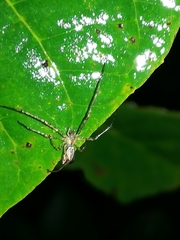Tetragnatha montana