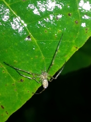 Tetragnatha montana