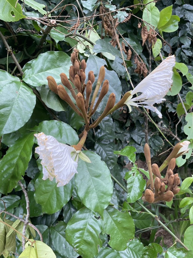 Camoensieae
