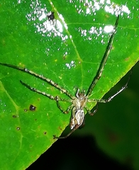 Tetragnatha montana