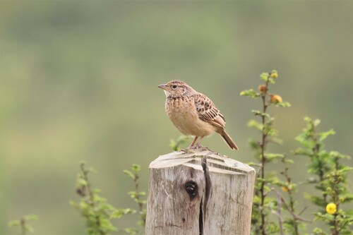 Flappet Lark (Amirafra rufocinnamomea), photo 10