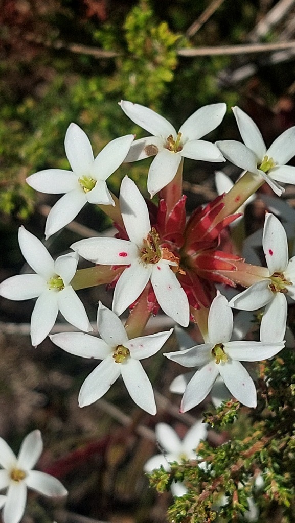 Crassula fascicularis 2