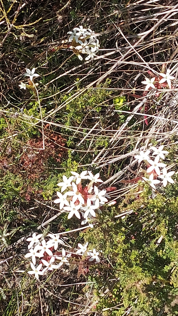 Crassula fascicularis