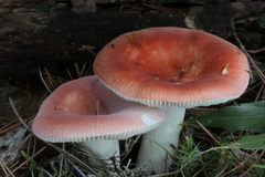 Russula silvicola