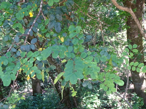 Image of Calpurnia aurea by (c) Shaun Swanepoel, some rights reserved (CC BY)