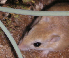 Paeba Hairy-Footed Gerbil photo 3