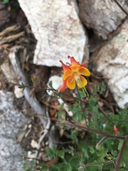 Aquilegia desertorum