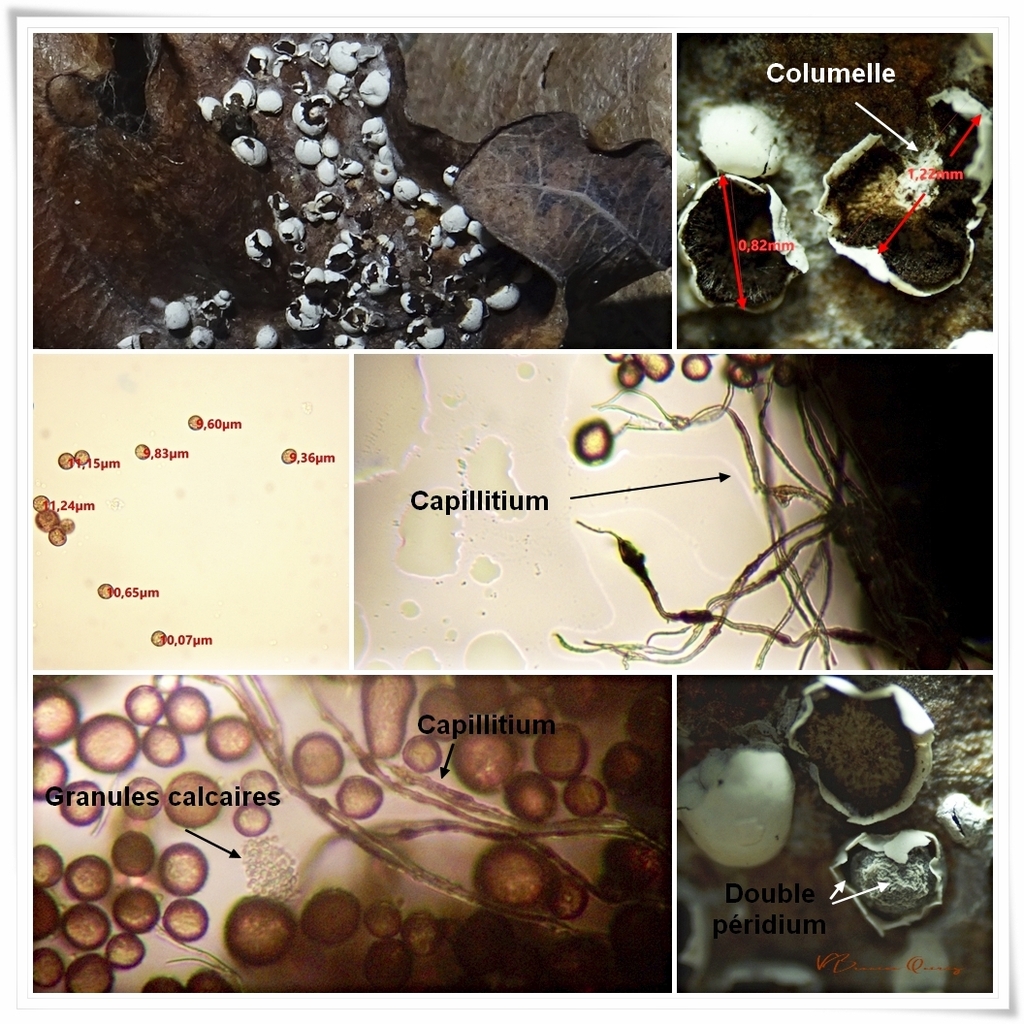 Diderma globosum