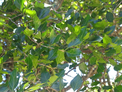 Image of Afrocanthium mundianum by (c) Shaun Swanepoel, some rights reserved (CC BY)