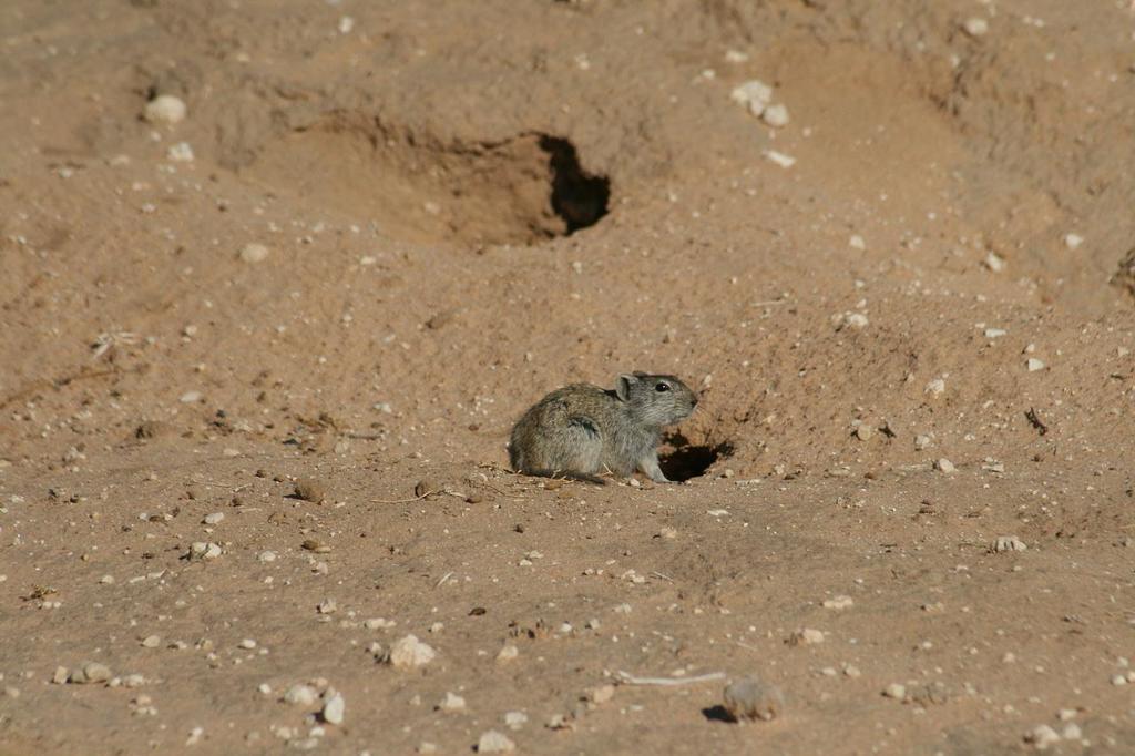Woosnam's Broad-headed Mouse