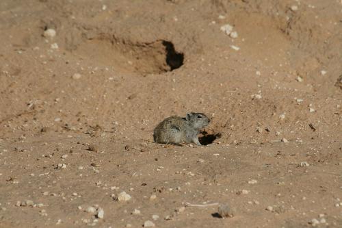 Woosnam's Broad-headed Mouse (Zelotomys woosnami) — Least Concern Mammalia
