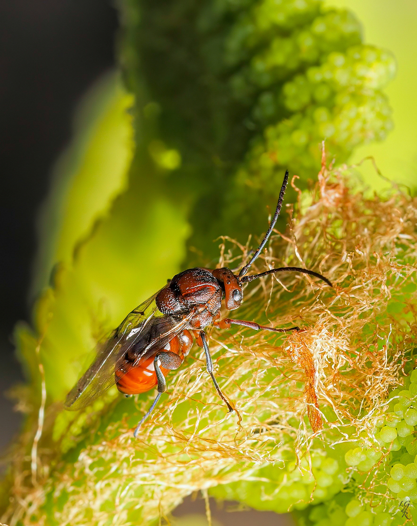 Callirhytis ellipsoida