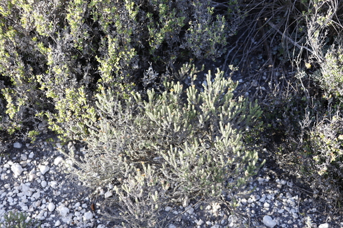 Image of Oedera garnotii by (c) Tony Rebelo, some rights reserved (CC BY-SA)