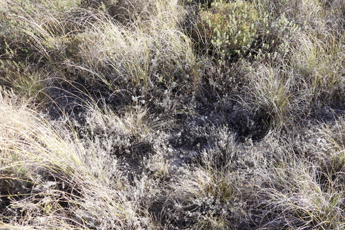 Image of Helichrysum rutilans by (c) Tony Rebelo, some rights reserved (CC BY-SA)