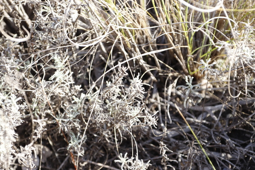 Image of Helichrysum rutilans by (c) Tony Rebelo, some rights reserved (CC BY-SA)