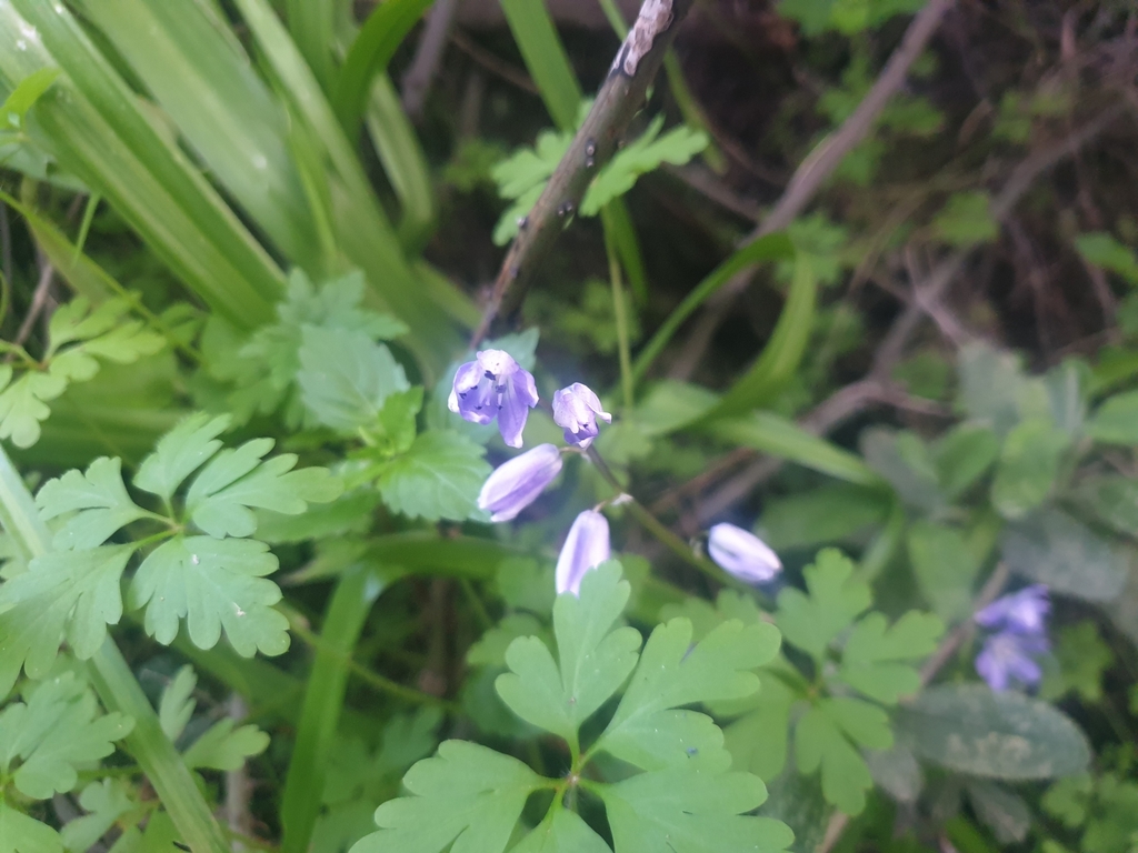 Scilla morrisii