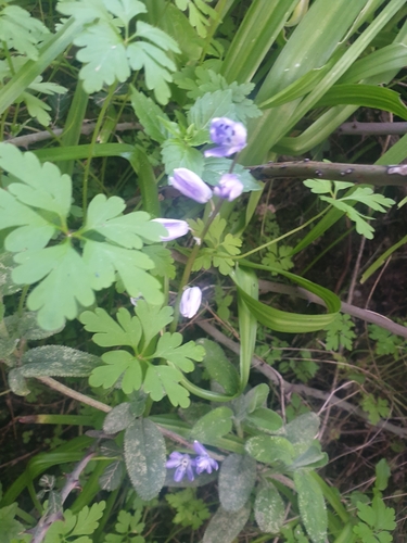 Scilla morrisii